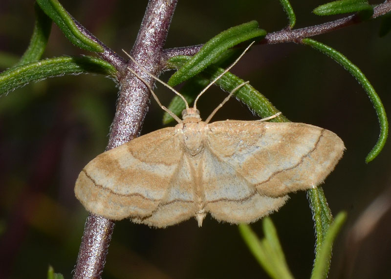 Idaea circuitaria ?